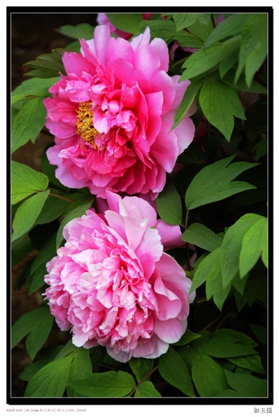 洛阳花