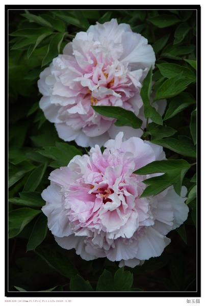 洛阳花