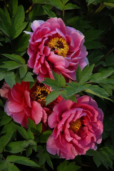 洛阳花