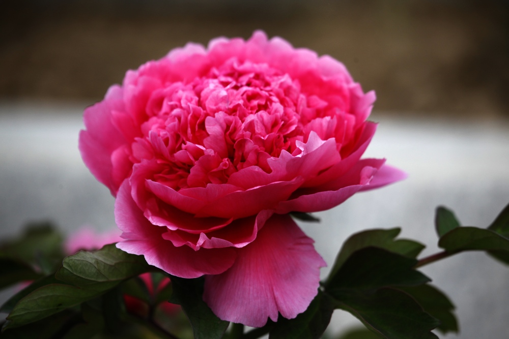 牡丹花开（续）