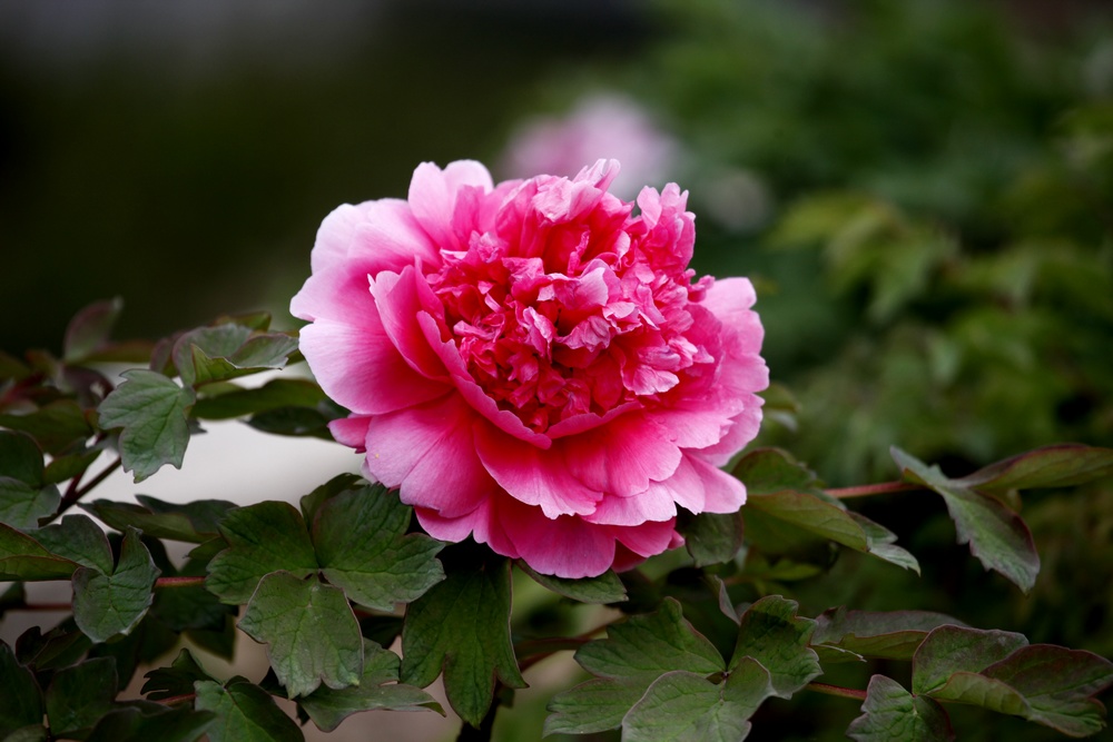 牡丹花开（续）