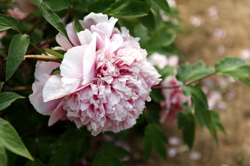 牡丹花开（续）