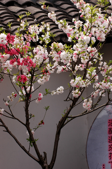 [原创]桃花与大白鹅