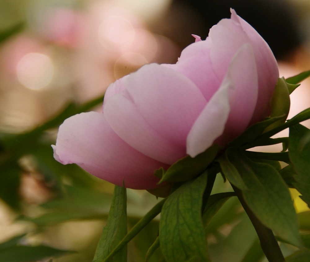 洛阳牡丹