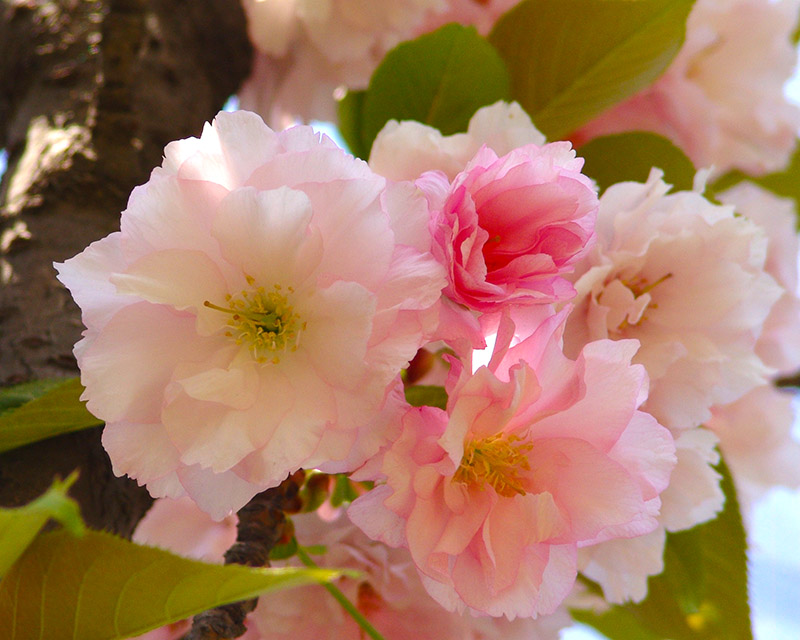 樱花