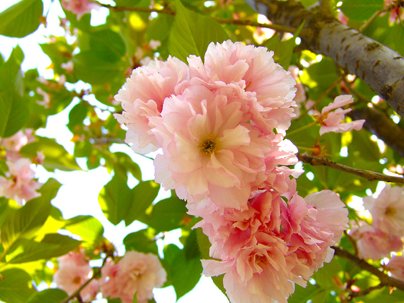 樱花