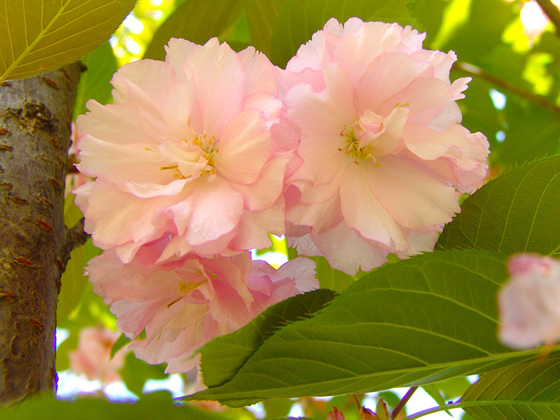 樱花