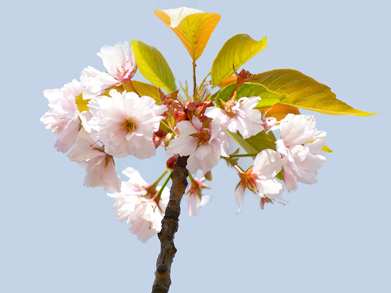 樱花