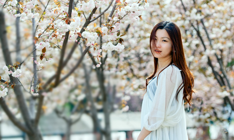 陌上樱花静静开