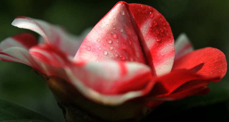 “戚城”的春末花季