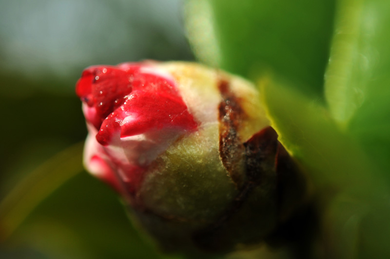 “戚城”的春末花季