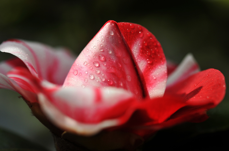 “戚城”的春末花季
