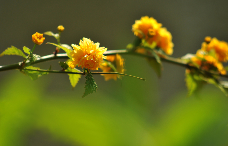 “戚城”的春末花季