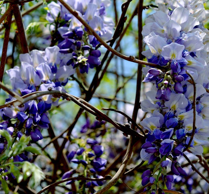“戚城”的春末花季