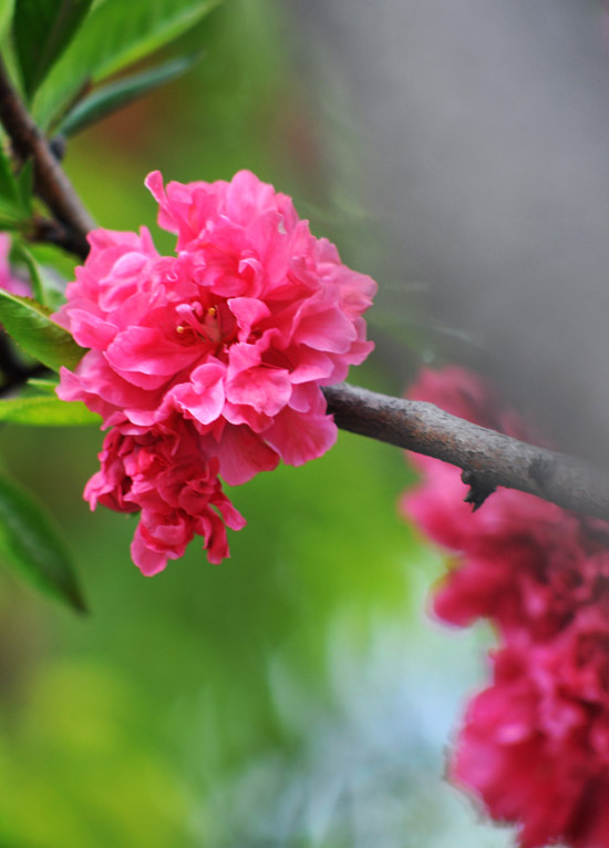 “戚城”的春末花季