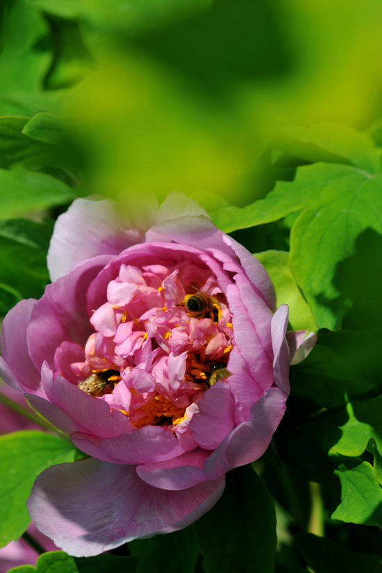 “戚城”的春末花季
