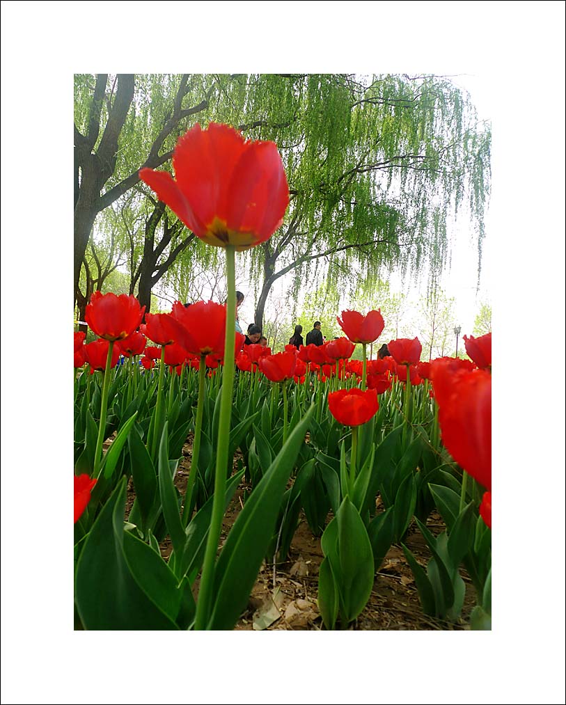 梅兰竹菊花卉帖
