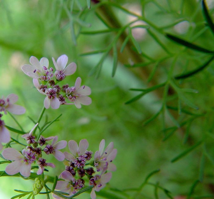 香菜花