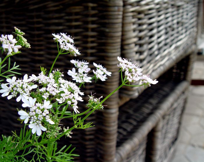 香菜花