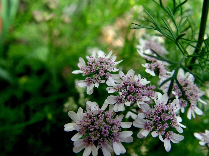 香菜花