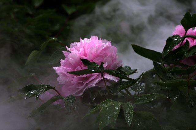 牡丹