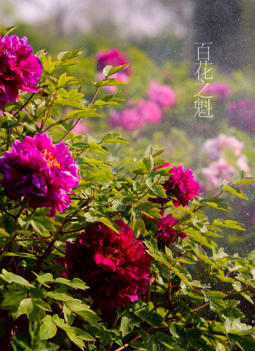 赏牡丹------戚城---濮上园