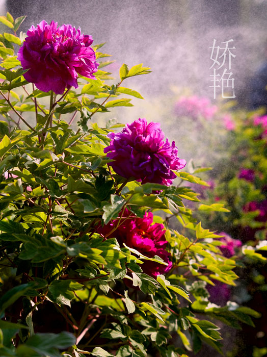 赏牡丹------戚城---濮上园