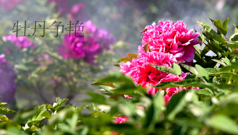 赏牡丹------戚城---濮上园