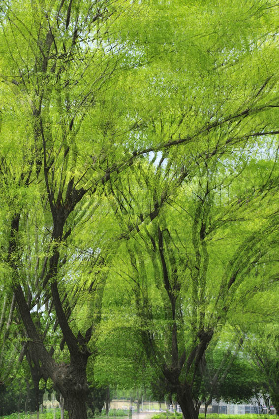 [原创]春柳神韵