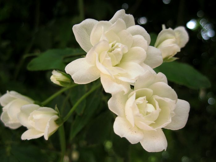 蔷薇花开