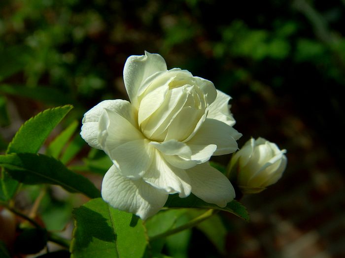 蔷薇花开