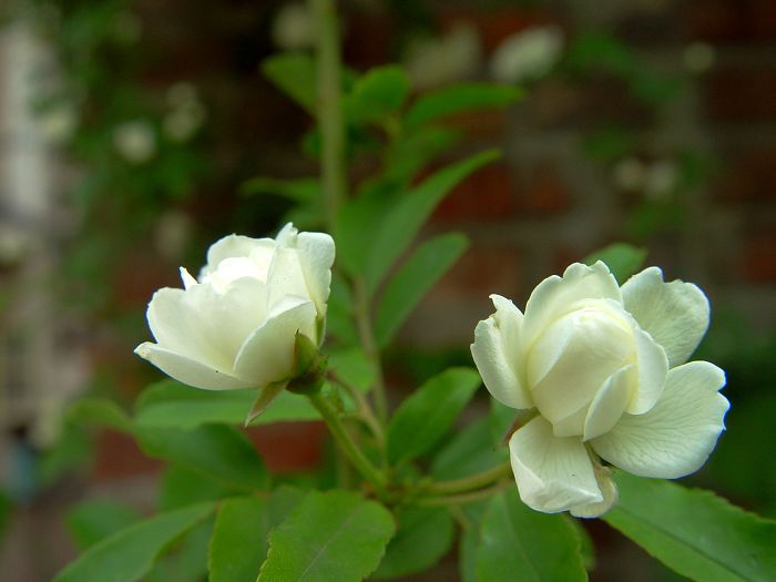 蔷薇花开