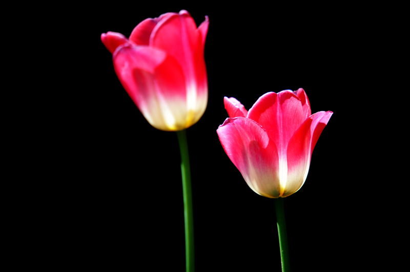 戚城公园树枝花