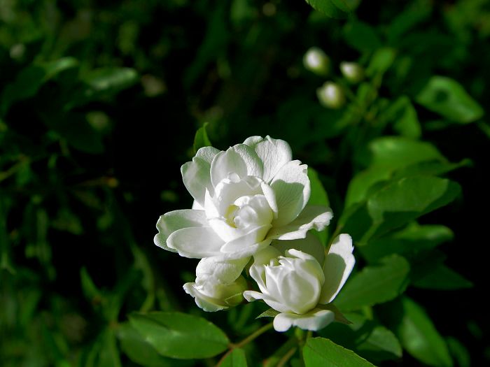 蔷薇花开