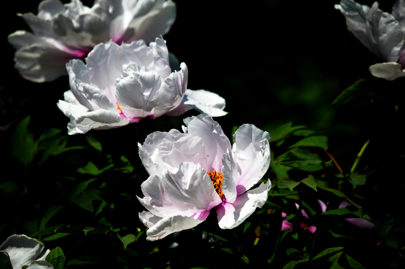 戚城公园树枝花