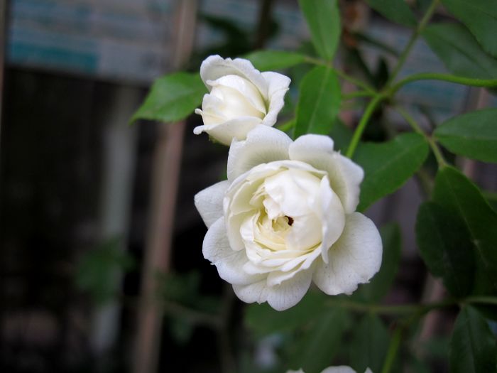 蔷薇花开