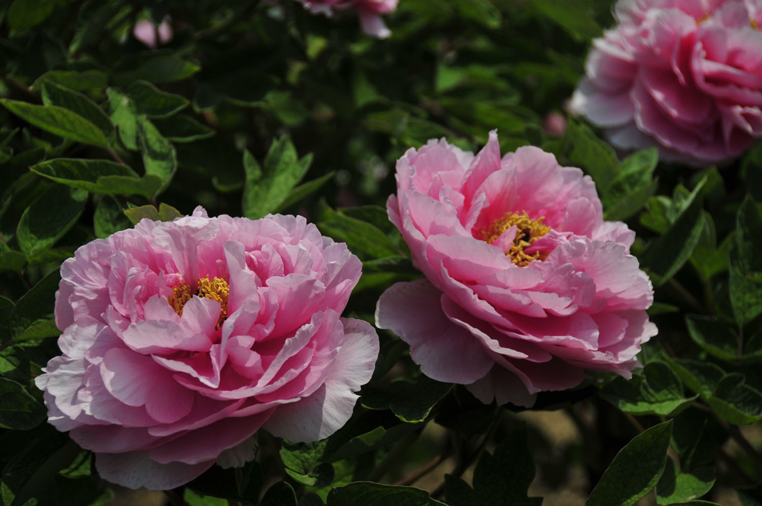 骑行菏泽赏牡丹