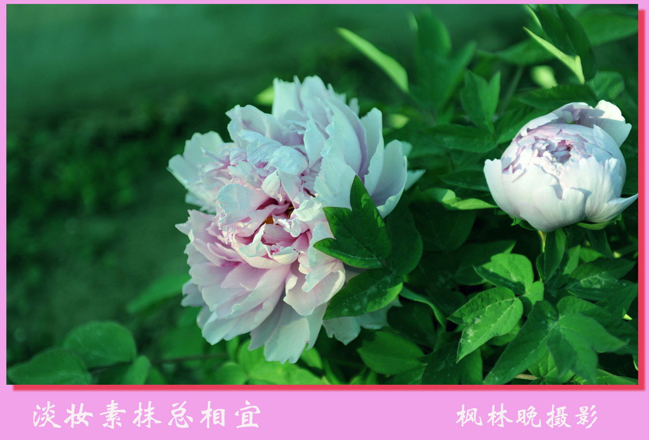 廊坊牡丹掀起盖头来（外附紫藤2幅）