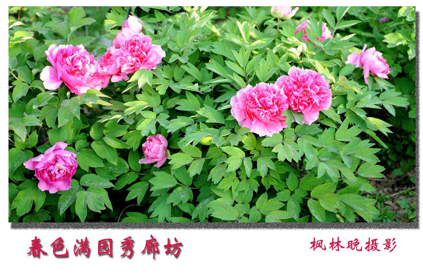 廊坊牡丹掀起盖头来（外附紫藤2幅）