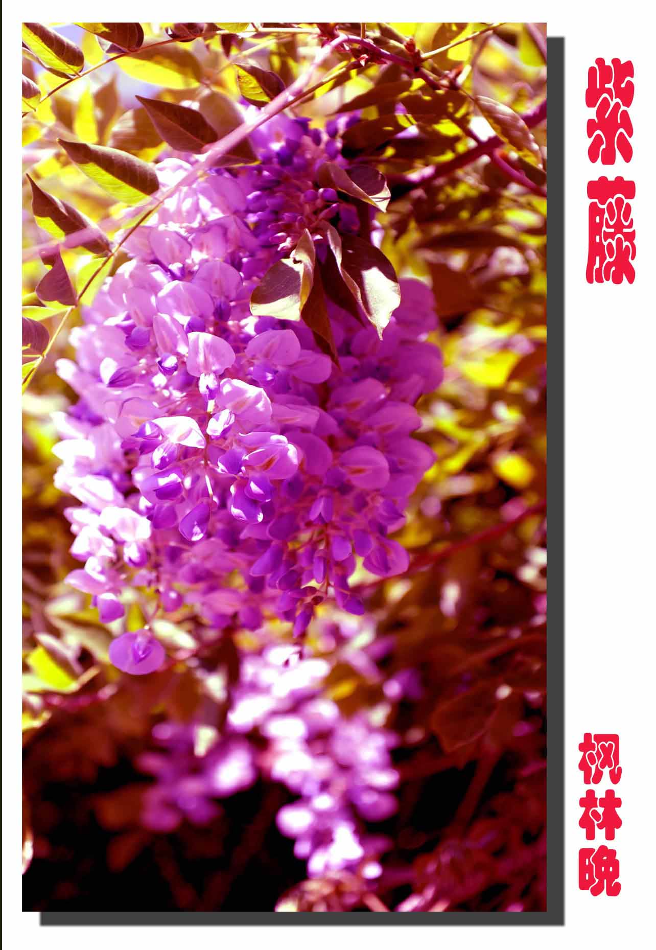 廊坊牡丹掀起盖头来（外附紫藤2幅）