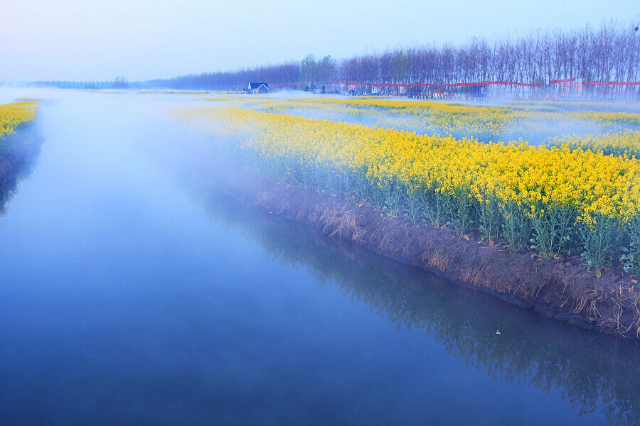 水上油菜花2