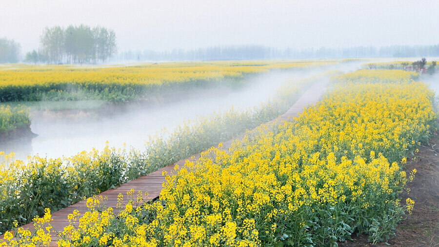 水上油菜花2