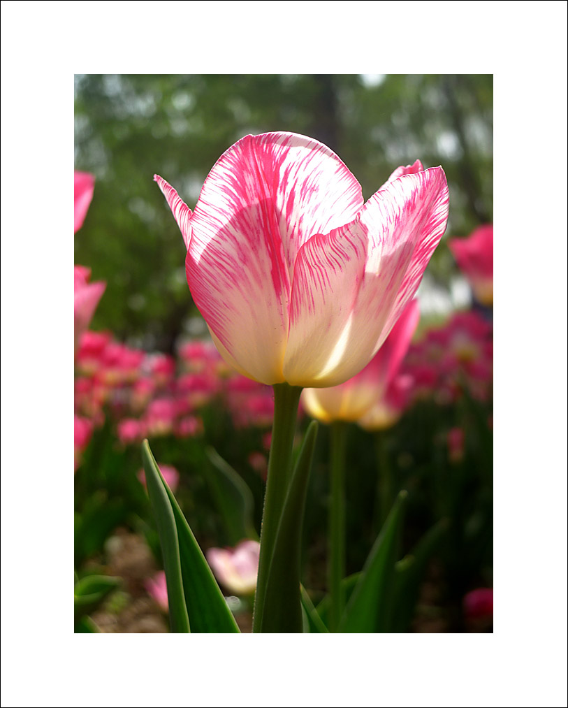 梅兰竹菊花卉帖