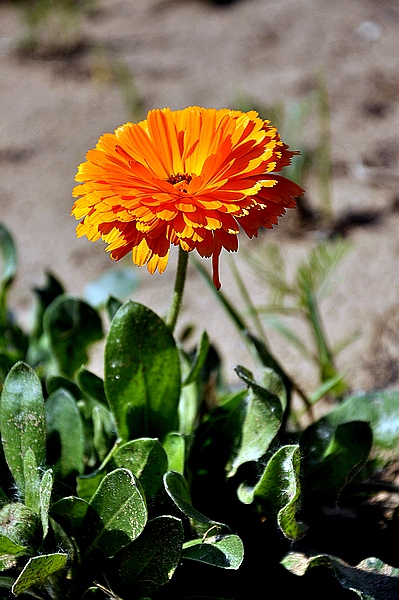 学拍一组花花