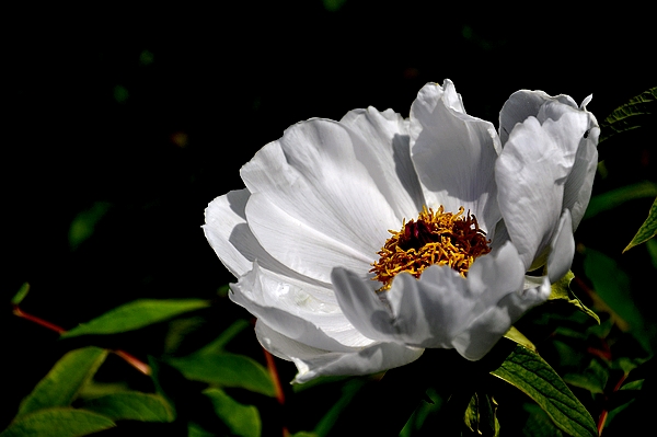学拍一组花花