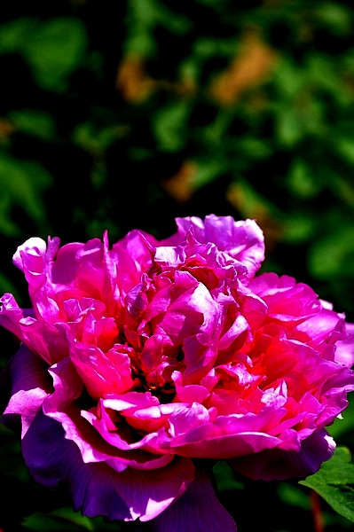 学拍一组花花