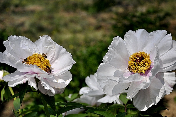学拍一组花花