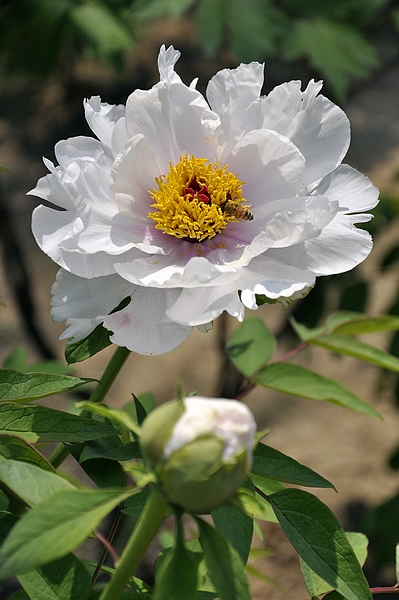 学拍一组花花
