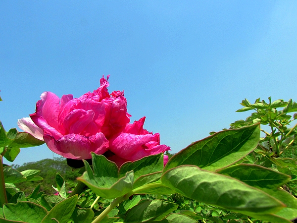 学拍一组花花