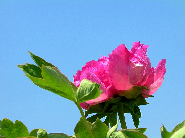 学拍一组花花